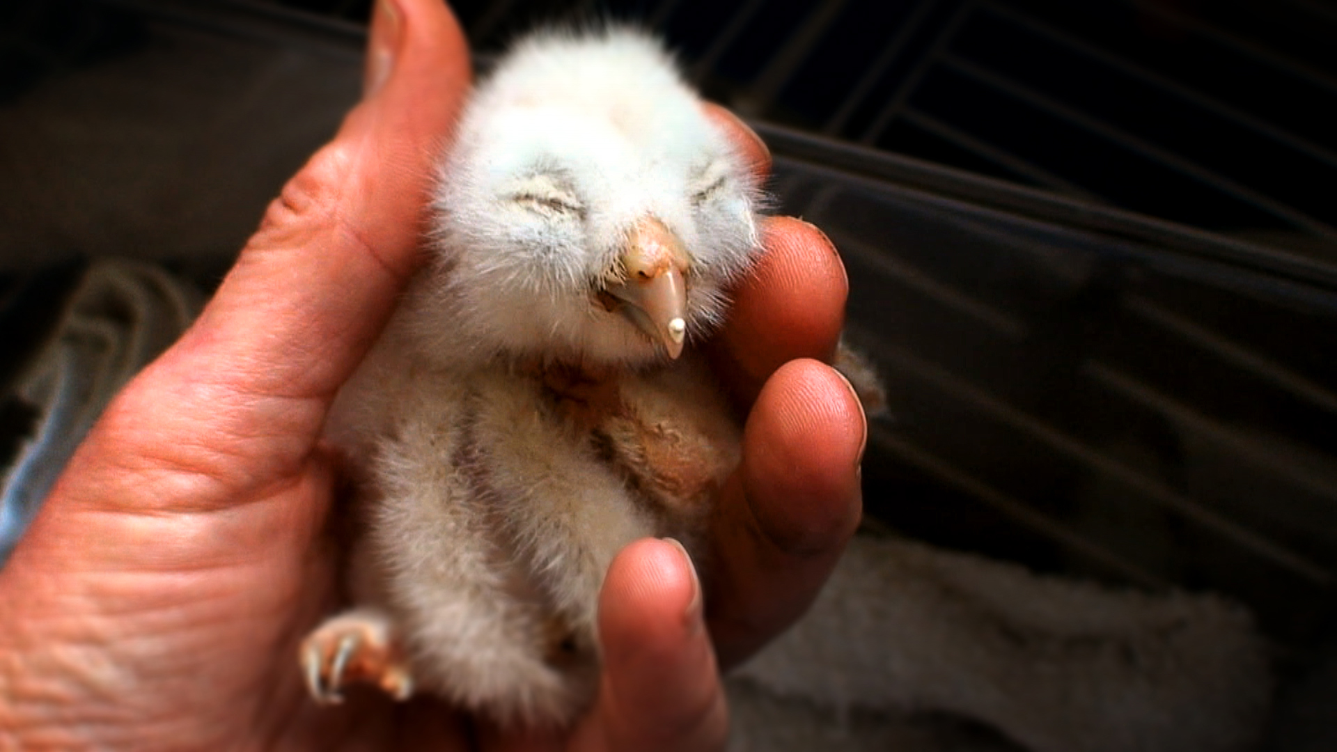 Hope for Wildlife S1E5 Foxes in the Henhouse Knowledge.ca